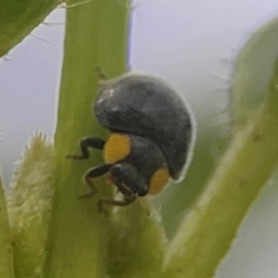 Apolinus lividigaster (Yellow Shouldered Ladybird) at Braddon, ACT - 7 Jan 2024 by Hejor1