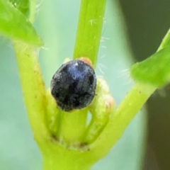 Apolinus lividigaster at City Renewal Authority Area - 7 Jan 2024