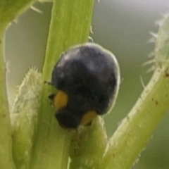 Apolinus lividigaster at City Renewal Authority Area - 7 Jan 2024