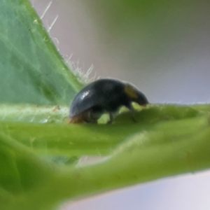 Apolinus lividigaster at City Renewal Authority Area - 7 Jan 2024