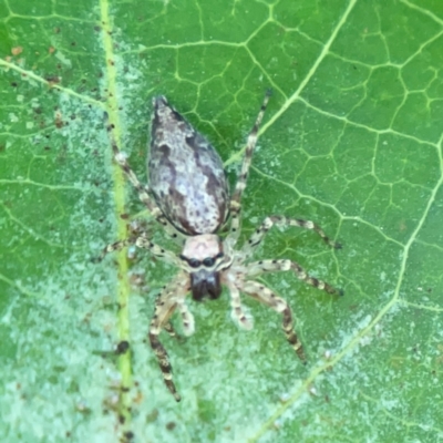 Helpis minitabunda (Threatening jumping spider) at City Renewal Authority Area - 7 Jan 2024 by Hejor1