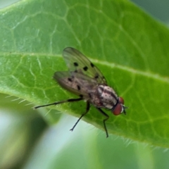 Anthomyia punctipennis at Braddon, ACT - 7 Jan 2024 by Hejor1