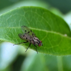 Anthomyia punctipennis at City Renewal Authority Area - 7 Jan 2024