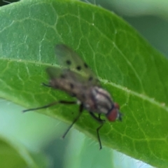 Anthomyia punctipennis at City Renewal Authority Area - 7 Jan 2024