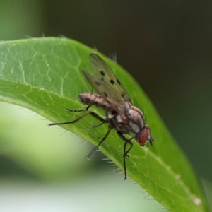 Anthomyia punctipennis at City Renewal Authority Area - 7 Jan 2024