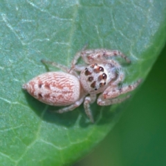 Opisthoncus grassator (Jumping spider) at City Renewal Authority Area - 7 Jan 2024 by Hejor1