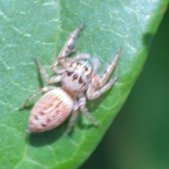 Opisthoncus grassator at City Renewal Authority Area - 7 Jan 2024 01:47 PM