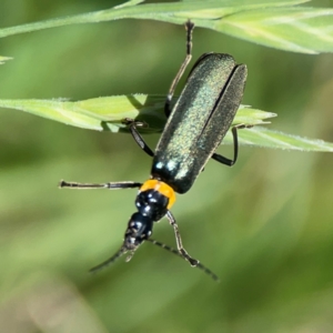 Chauliognathus lugubris at Braddon, ACT - 7 Jan 2024