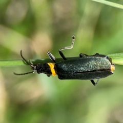 Chauliognathus lugubris at Braddon, ACT - 7 Jan 2024