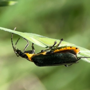 Chauliognathus lugubris at Braddon, ACT - 7 Jan 2024