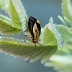 Monolepta froggatti (Leaf beetle) at Braddon, ACT - 7 Jan 2024 by Hejor1