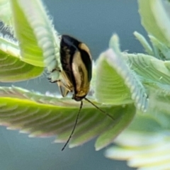 Monolepta froggatti at Braddon, ACT - 7 Jan 2024