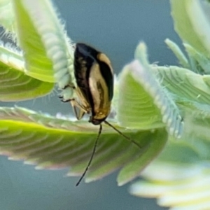 Monolepta froggatti at Braddon, ACT - 7 Jan 2024