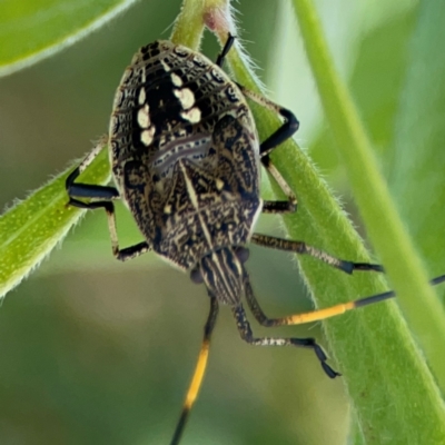 Pentatomidae (family) (Shield or Stink bug) at Braddon, ACT - 7 Jan 2024 by Hejor1