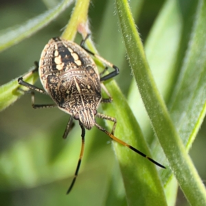 Pentatomidae (family) at Braddon, ACT - 7 Jan 2024