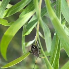 Pentatomidae (family) at Braddon, ACT - 7 Jan 2024