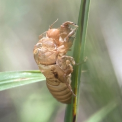 Cicadettini sp. (tribe) at Braddon, ACT - 7 Jan 2024