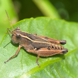 Phaulacridium vittatum at Braddon, ACT - 7 Jan 2024