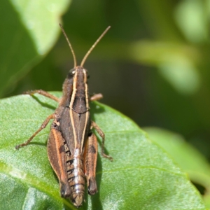 Phaulacridium vittatum at Braddon, ACT - 7 Jan 2024