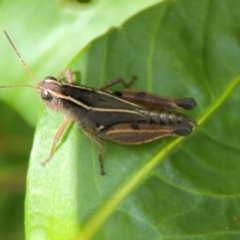 Phaulacridium vittatum at Braddon, ACT - 7 Jan 2024