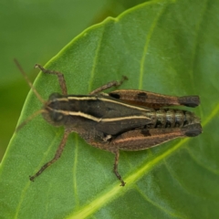 Phaulacridium vittatum at Braddon, ACT - 7 Jan 2024