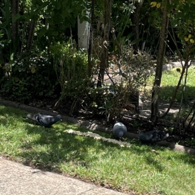 Columba livia (Rock Dove (Feral Pigeon)) at Braddon, ACT - 7 Jan 2024 by Hejor1