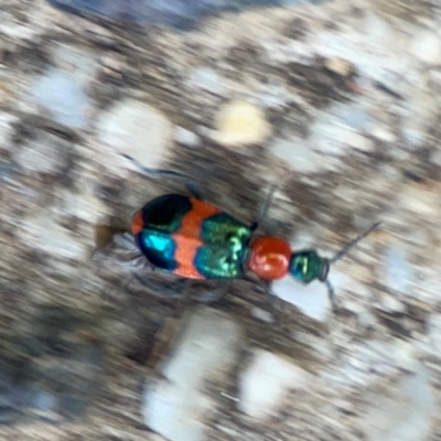 Dicranolaius bellulus (Red and Blue Pollen Beetle) at Braddon, ACT - 7 Jan 2024 by Hejor1