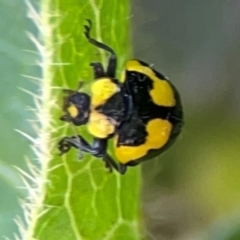 Illeis galbula (Fungus-eating Ladybird) at Braddon, ACT - 7 Jan 2024 by Hejor1