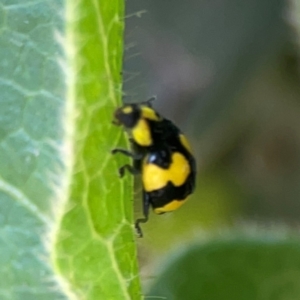 Illeis galbula at Braddon, ACT - 7 Jan 2024 12:59 PM