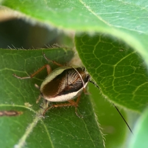 Balta bicolor at Braddon, ACT - 7 Jan 2024