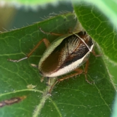 Balta bicolor at Braddon, ACT - 7 Jan 2024