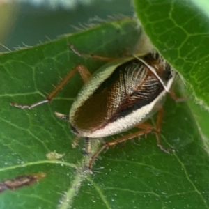 Balta bicolor at Braddon, ACT - 7 Jan 2024