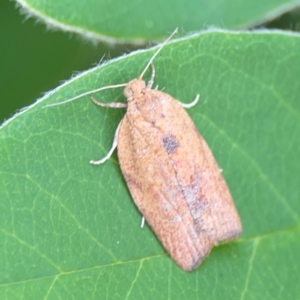 Meritastis laganodes at Braddon, ACT - 7 Jan 2024