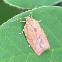 Meritastis laganodes (A Tortrix moth) at Braddon, ACT - 7 Jan 2024 by Hejor1