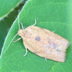 Meritastis laganodes at Braddon, ACT - 7 Jan 2024