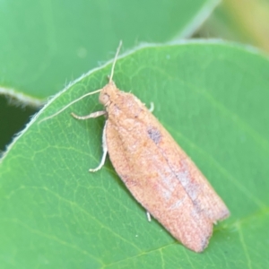 Meritastis laganodes at Braddon, ACT - 7 Jan 2024