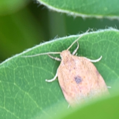 Meritastis laganodes at Braddon, ACT - 7 Jan 2024