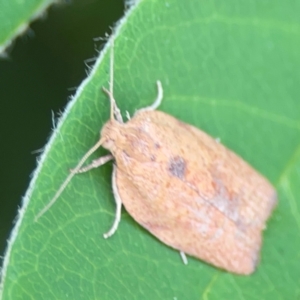 Meritastis laganodes at Braddon, ACT - 7 Jan 2024