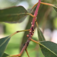 Crematogaster sp. (genus) (Acrobat ant, Cocktail ant) at Braddon, ACT - 7 Jan 2024 by Hejor1