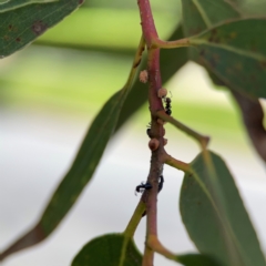 Crematogaster sp. (genus) at City Renewal Authority Area - 7 Jan 2024