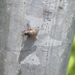 Muscidae (family) (Unidentified muscid fly) at Braddon, ACT - 7 Jan 2024 by Hejor1