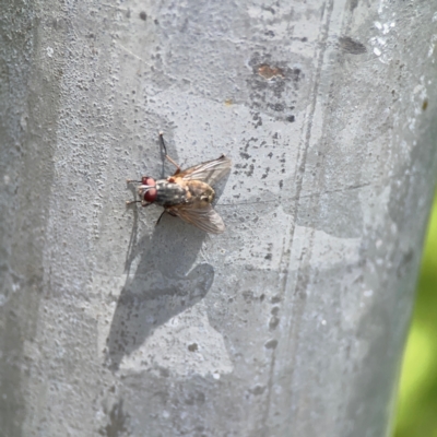 Muscidae (family) (Unidentified muscid fly) at Braddon, ACT - 7 Jan 2024 by Hejor1