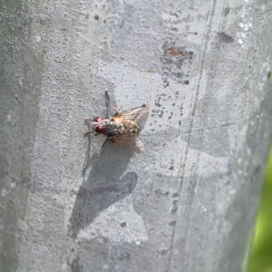 Muscidae (family) at City Renewal Authority Area - 7 Jan 2024 12:51 PM