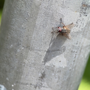 Muscidae (family) at City Renewal Authority Area - 7 Jan 2024 12:51 PM