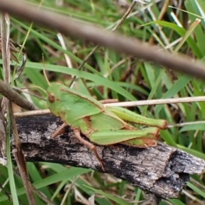 Gastrimargus musicus at Aranda Bushland - 5 Jan 2024