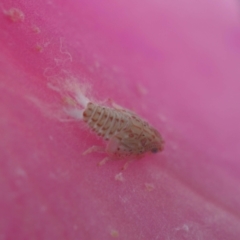 Siphanta acuta (Green planthopper, Torpedo bug) at Higgins, ACT - 7 Jan 2024 by wombey