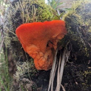 Aurantiporus pulcherrimus at Kosciuszko National Park - 7 Jan 2024