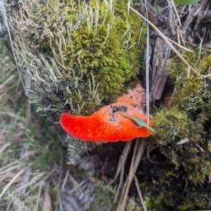 Aurantiporus pulcherrimus at Kosciuszko National Park - 7 Jan 2024