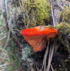 Aurantiporus pulcherrimus at Kosciuszko National Park - 7 Jan 2024