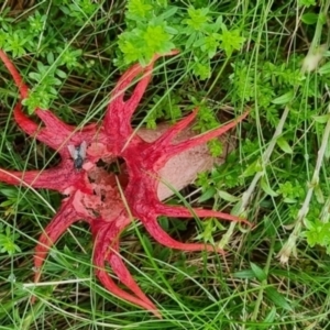 Aseroe rubra at Kosciuszko National Park - 5 Jan 2024